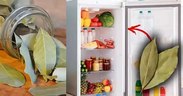 Unlocking the Secrets of Bay Leaves: Surprising Uses, Including in Your Fridge