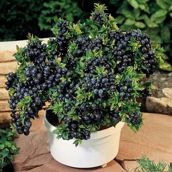 Unveiling the Secrets to Growing the Perfect Potted Blueberry Bush