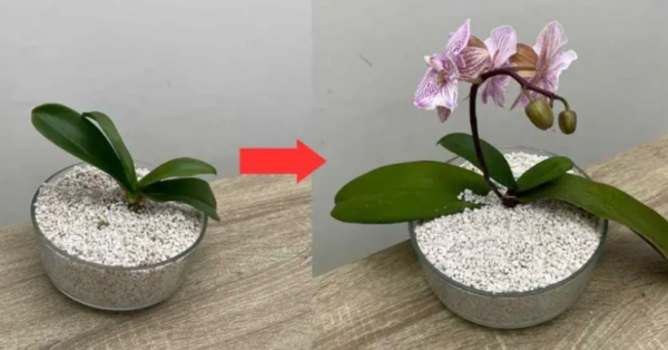 Use this instead of soil, you’ve never had orchids like this: they will be very bushy