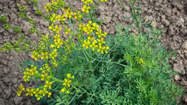 Uses and Health Benefits of Common Rue