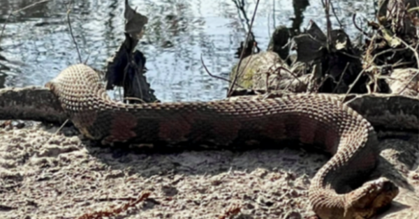 ‘What A Beast!’ Huge Snake Found By Hiker Near South Carolina Creek