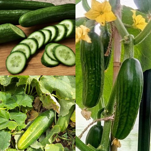 What Does Cucumber Do For Your Skin?