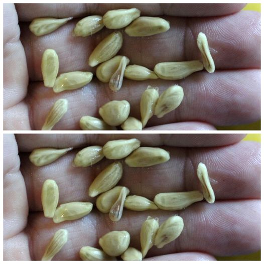 When squeezing lemons, don’t make the mistake of throwing away the seeds: they are worth their weight in gold used this way