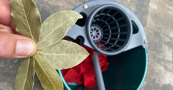 Why Adding a Bay Leaf to Your Mop Bucket is a Game-Changer