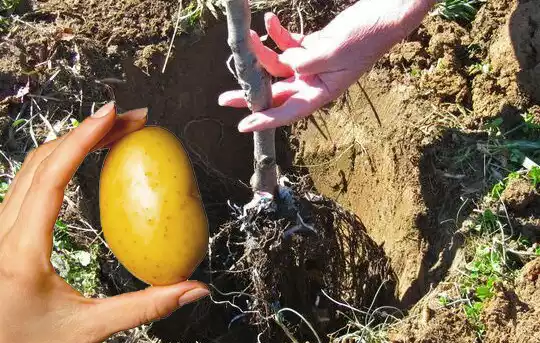 Why Plant Two Potatoes at the Root When Planting Fruit Trees