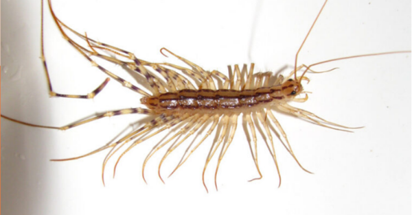 Why You Should Never Eliminate A House Centipede If You Find One Inside Your House