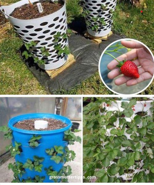 Wie man einen Erdbeerturm aus einer Tonne baut