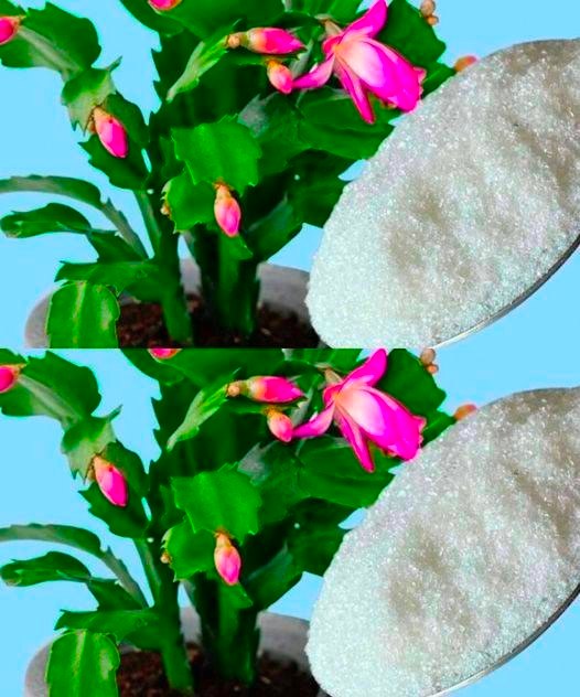 With a pinch of this, it will instantly bloom any flower you have at home.