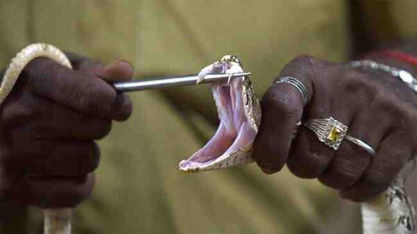 Yılanın soktuğu adam öleceğini anlayınca karısını dişledi