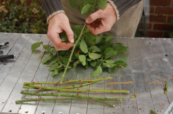 You only need the Stem of a Rose to get hundreds of roses
