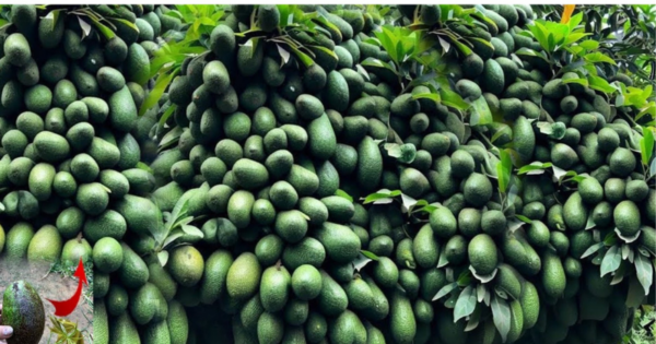 You won’t buy avocados anymore if you read this article