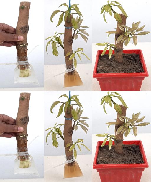 Unlock the Secret to Growing Mango Trees from Cuttings with Guaranteed Root Success!