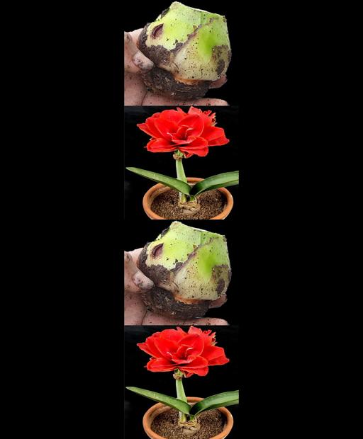 Red Lily Magic: A Unique Amaryllidaceae Plant Idea with an Epic Finale! #Shorts