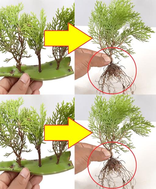Grow Your Own: Easy Cypress/Jhau/Thuja Plant Propagation at Home! 🌿 #Shorts