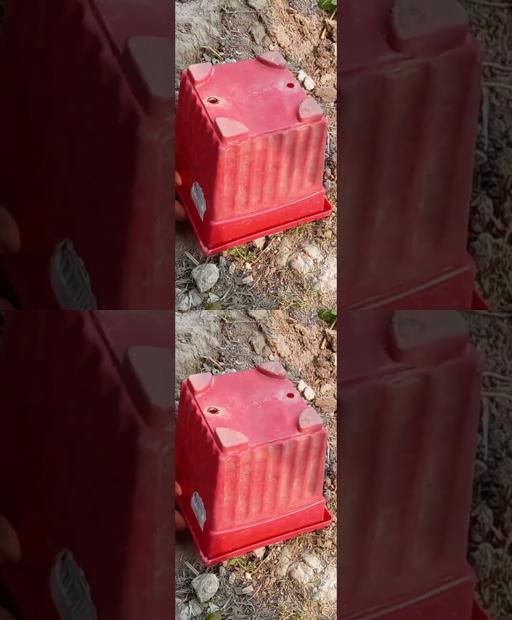 Unleash Your Creativity: The Ultimate Guava-Papaya Grafting Hack! 🌿🔥 #Shorts