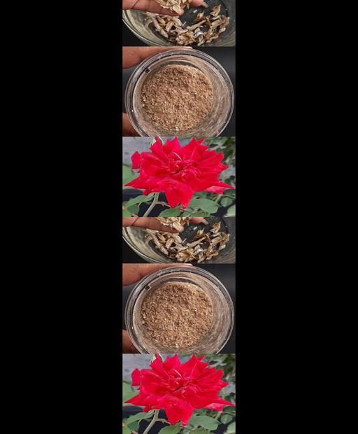 Rose Enzyme Magic: Your Secret to Thriving Blooms! 🌹🌿