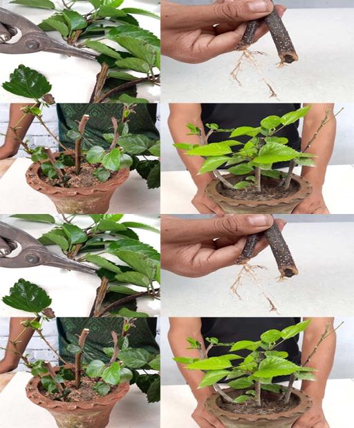 Hibiscus Hack: Grow Stunning Blooms at Home in Seconds! 🌺 #Shorts