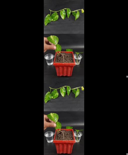 💰 Watch Your Money Grow! Easy Money Plant Growth in a Snap! 🌱 #Shorts