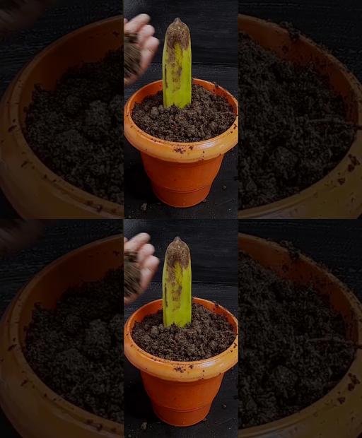 Banana Magic: Grow Your Own Tree from a Single Fruit! #Shorts