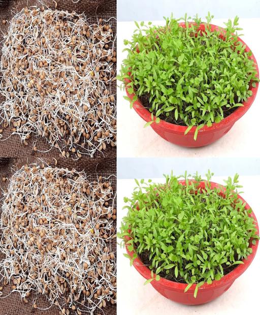 Coriander in a Snap: Grow Fresh Greens in Just 3 Days #QuickGrow