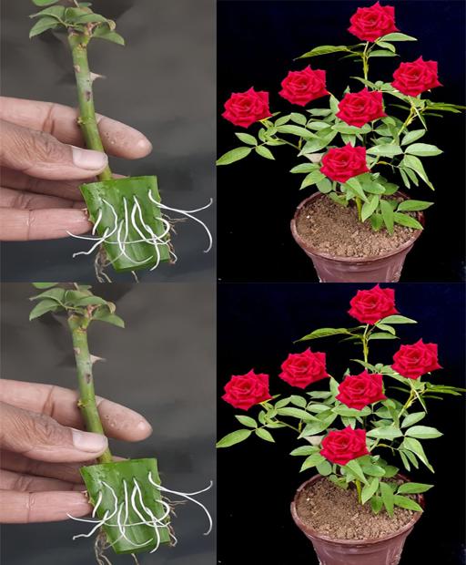 How to Propagate Roses with Aloe Magic!