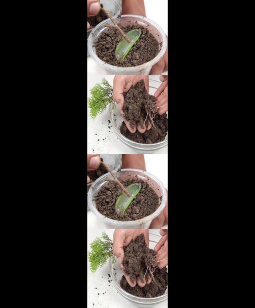 Grow Your Own Cypress/ Jhau/ Thuja Plant with Easy Cuttings! #Shorts