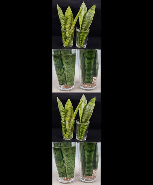 Grow your own Snake Plant squad – Water propagation hack!🪴🌿 #Shorts