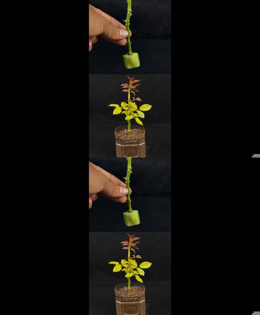 Roses on the Rise: Easy Cuttings in upcycled Bottles! 🌹 #Shorts