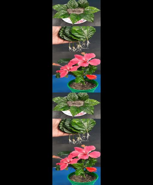 Grow Gorgeous Hibiscus from Sand & Leaves! 🌺 #QuickTips