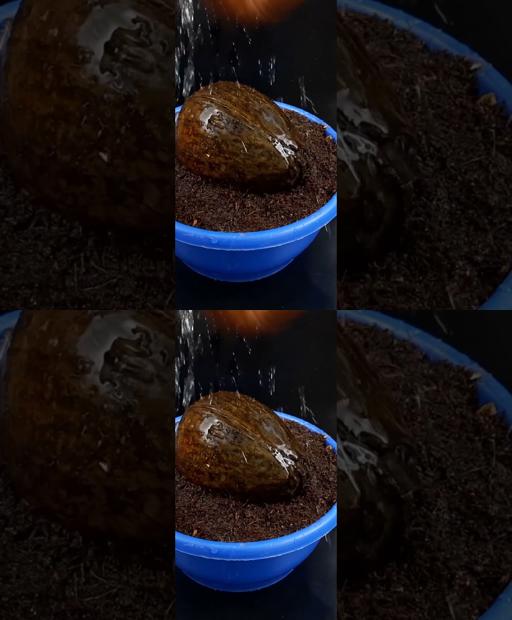 Coconut Tree Magic: Speedy Seed Germination Secrets! #Shorts