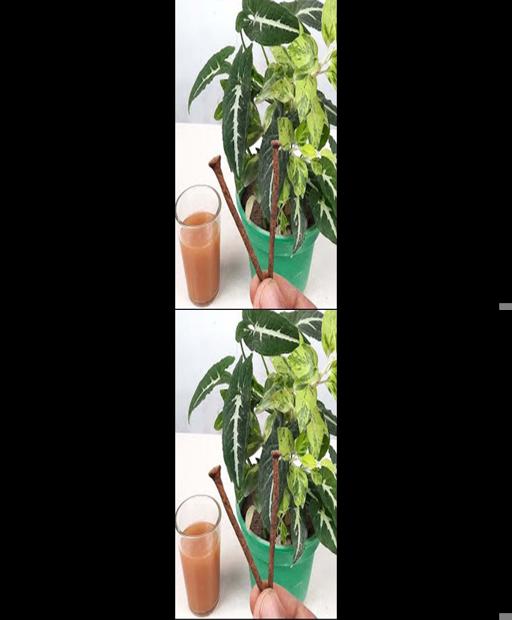 Boost Plant Vitality: Conquer Iron Deficiency for Lush Growth! #QuickTips