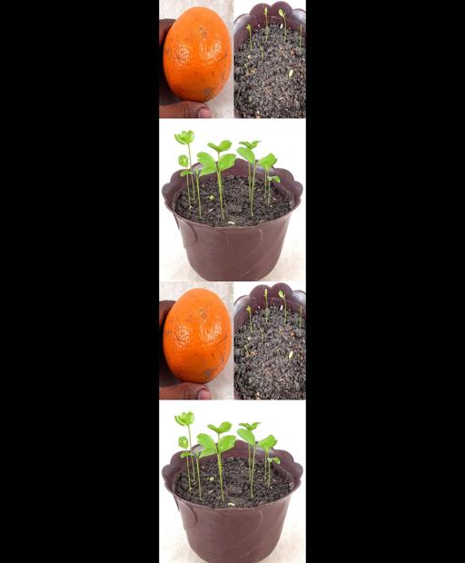 Orange Tree Magic: Grow Your Own Citrus in a Snap! | Quick Tips #Shorts