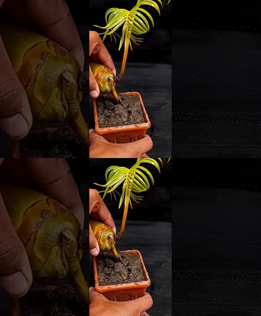 Coconut Magic: Grow Your Own Tree from Leaves in a Snap!
