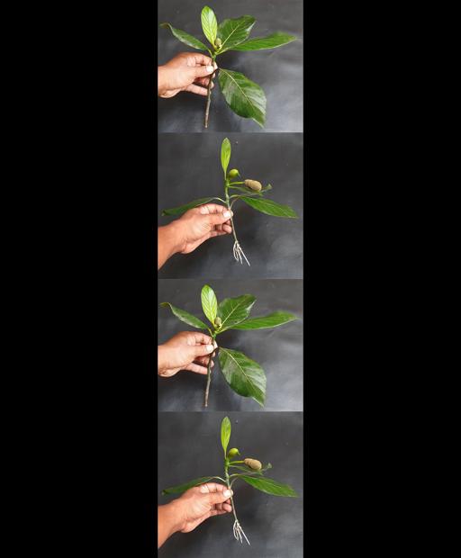 Grow Your Own Jackfruit Tree in a Banana! 🌳🍌 #Shorts
