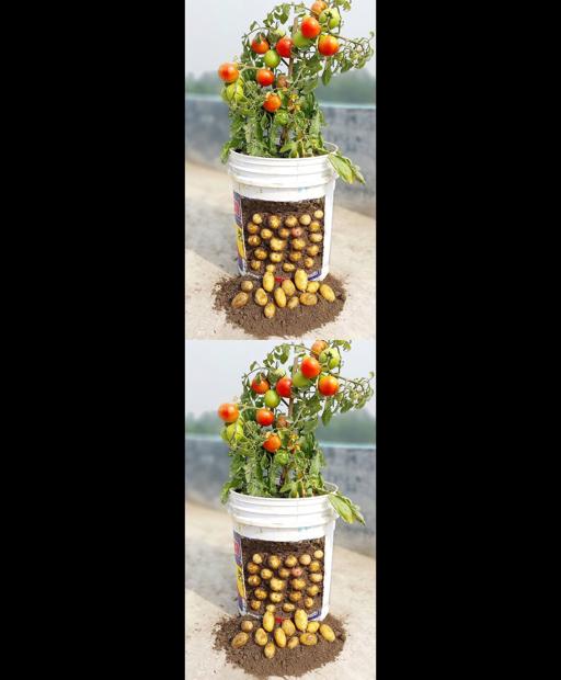 Grow Your Own Tasty Taters and Juicy Tomatoes with Amazing Yields!