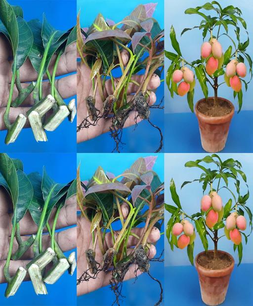 Grow Your Very Own Mango Tree: Easy Steps to Propagate from Cuttings!