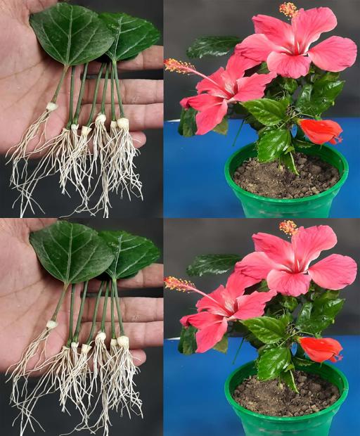 Leaf to Bloom: Revamp Your Hibiscus Growing Game with this Fresh Method!