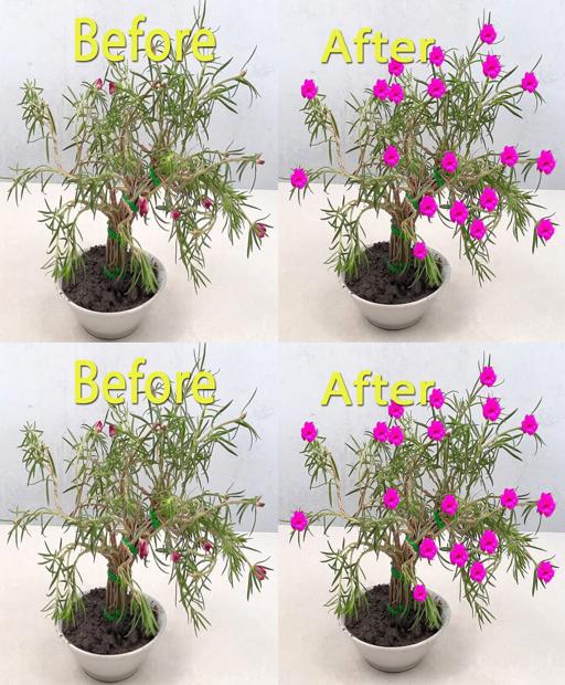 Decorate With Flair: Portulaca Power in a Snap! #Shorts