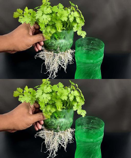 Coriander Growing Hack: Fresh Herb in a Week! #QuickGrow