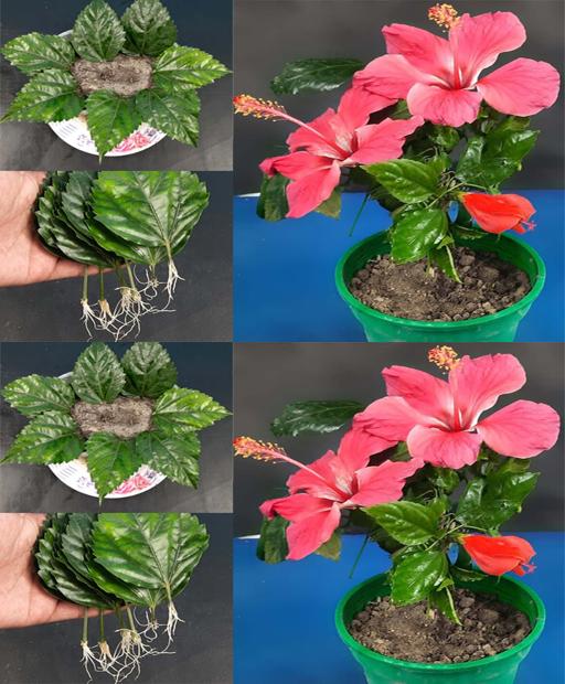 Turn Leaves into Blooms: Easy Hibiscus Propagation in Sand!