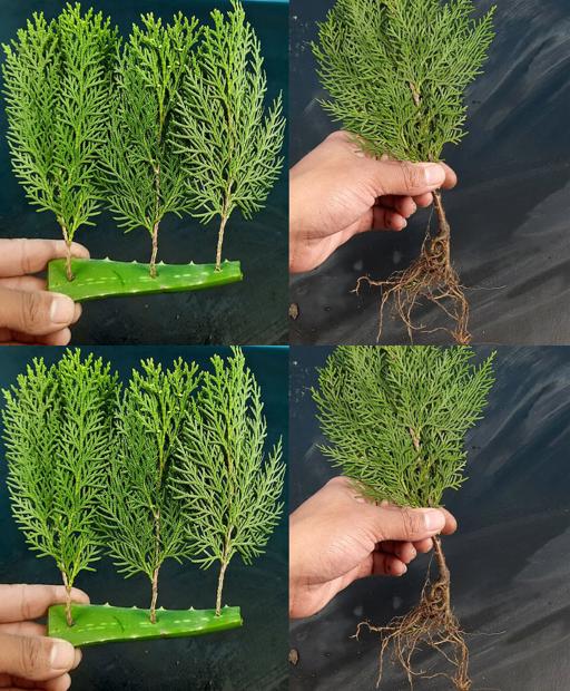 Grow Your Own Thuja: Mastering the Art of Propagating Jhau from Cuttings!