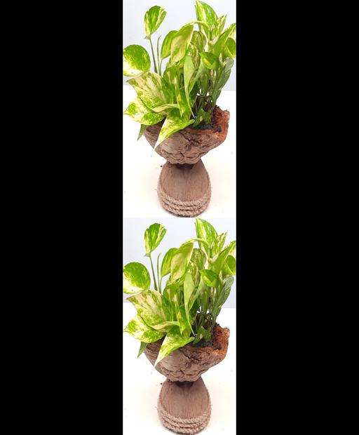 Spruce Up Your Space with Stylish Money Plant Decor! 🌿 #Shorts