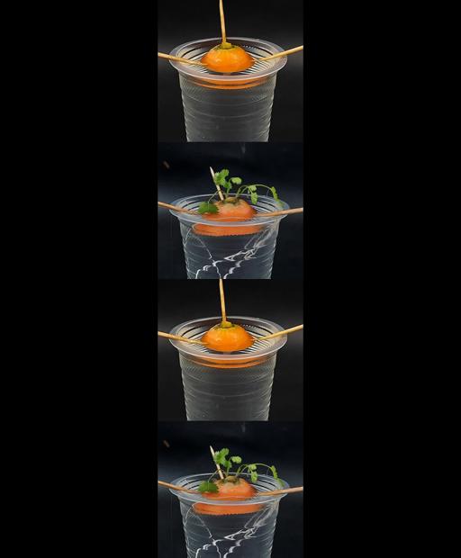 Carrot Magic: Grow Your Own Carrots from Scrap! #shorts