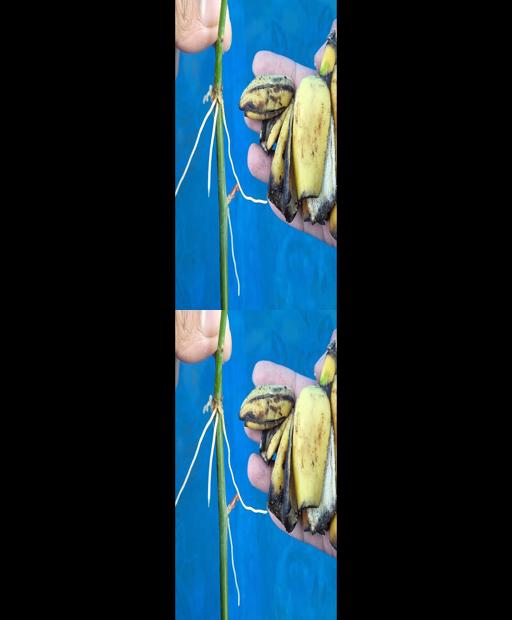 Rose Cuttings: Soil-Free Propagation Hack! #Shorts