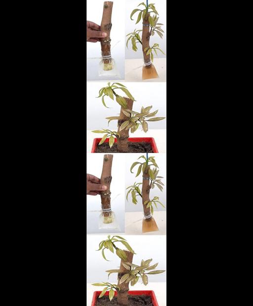 Master the Mango Magic: Grow With Ease in Water! 🌿💧 #Shorts