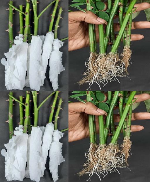 18 Days to Blooms: Rose-Cutting Growth Made Simple! 🌹 #Shorts