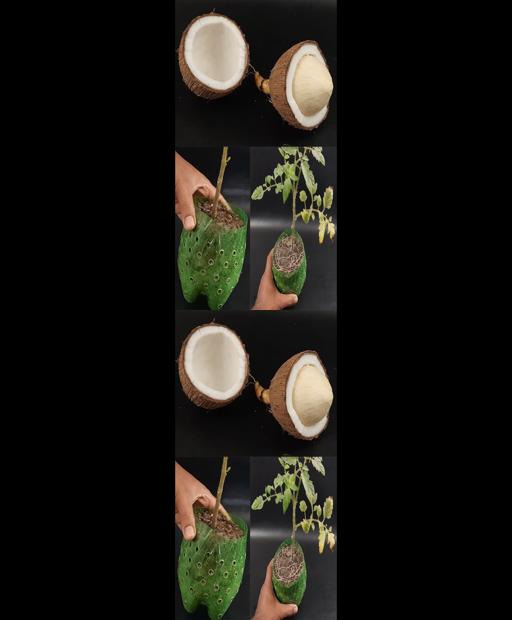 Get your garden booming with Homemade Tooting Power! 🌿🌱 #GardenBoost #Shorts