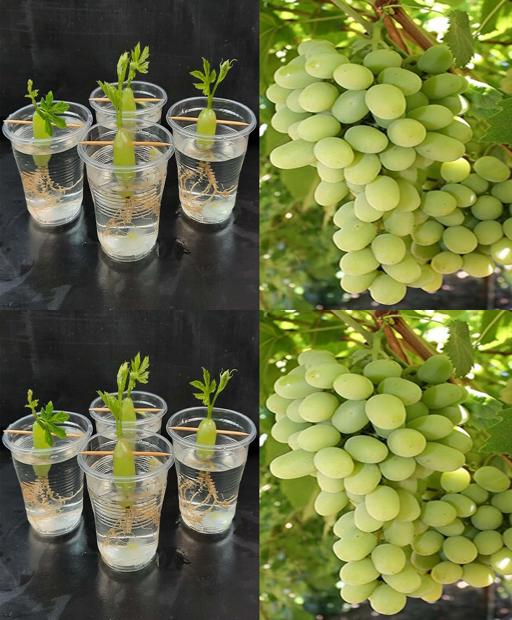 Grow Delicious Grapes at Home: Easy Water Propagation Method
