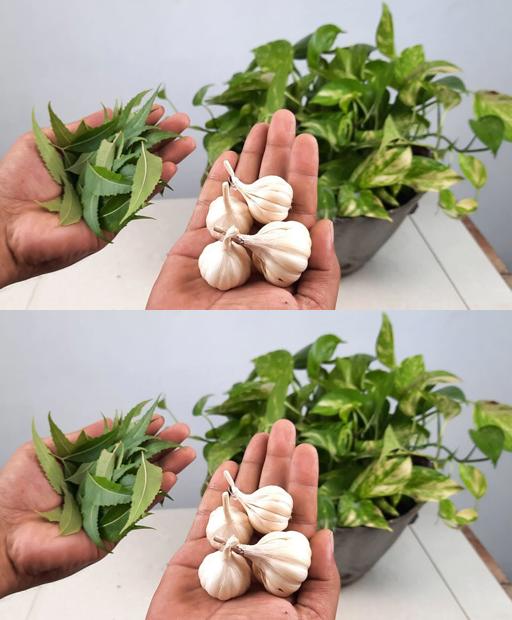 DIY Bug-Blasting Brew: Make Organic Neem Pest Spray in Minutes! #Shorts