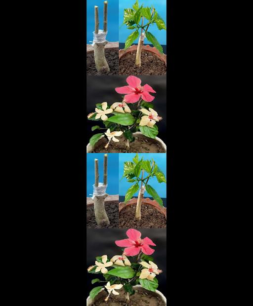 Rainbow Tree: One Tree, Many Hibiscus Colors! 🌺🌈 #Shorts